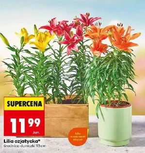 Lilia azjatycka
