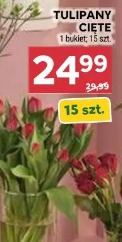 Tulipany cięte 15 szt.