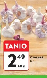 Czosnek