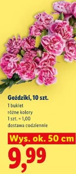 Goździki, 10 szt.