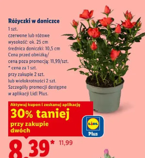 Różyczki w doniczce