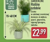 Gardenline Rośliny ozdobne