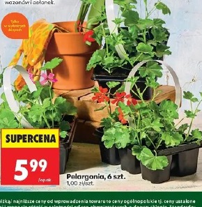 Pelargonia, 6 szt.