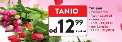 Tulipan mix kolorów