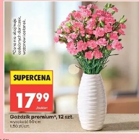 Goździk premium