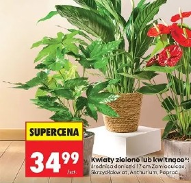 Kwiaty zielone lub kwitnące