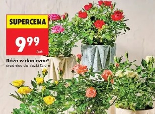 Róża w doniczce