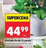 Kalanchoe Queen