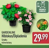 Gardenline Hibiskus/Dipladenia