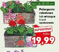 Pelargonia rabatowa lub wisząca