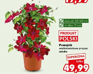 Powojnik wielkokwiatowe pnącze