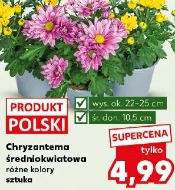 Chryzantema średniokwiatowa