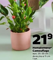 Homalomena Camouflage