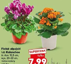 Fiołek alpejski lub Kalanchoe