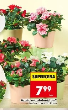 Azalia w ozdobnej folii