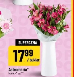 Astromeria