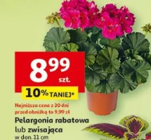 Pelargonia rabatowa lub zwisająca