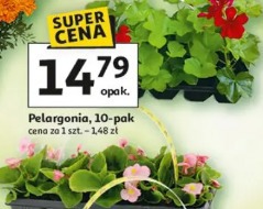 Pelargonia, 10-pak
