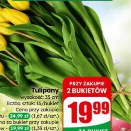 Tulipany