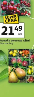 Drzewka owocowe wiśni