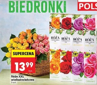 Róża XXL wielokwiatowe