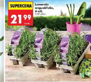 Lawenda angustifolia