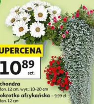Dichondra