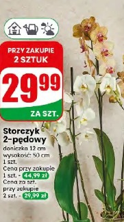 Storczyk 2-pędowy