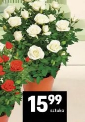 Róża w doniczce
