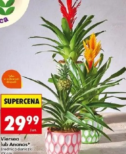 Vriesea lub Ananas