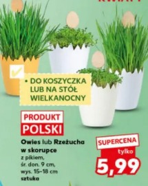 Owies lub Rzeżucha w skorupce z pikiem