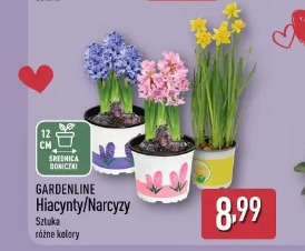 Gardenline Hiacynty/Narcyzy