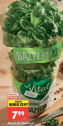 Bazylia XL Vital Fresh