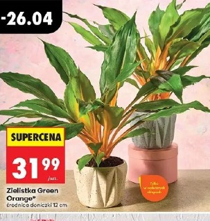 Zielistka Green Orange