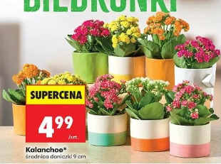 Kalanchoe