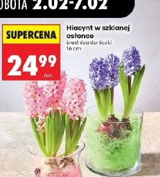 Hiacynt w szklanej osłonce