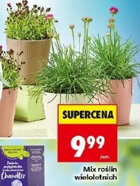Mix roślin wieloletnich