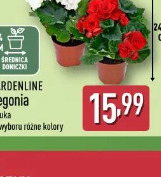 Gardenline Begonia