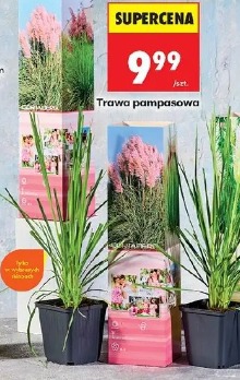Trawa pampasowa