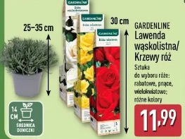 GARDENLINE Lawenda wąskolistna/Krzew róż