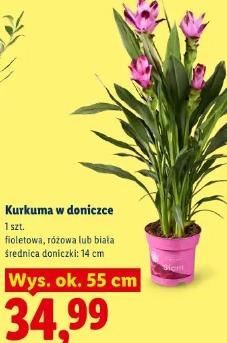 Kurkuma w doniczce