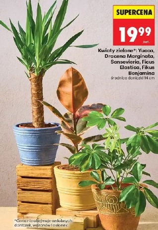 Kwiaty zielone: Yucca, Dracena Marginata, Sansevieria, Ficus Elastica, Ficus Benjamina