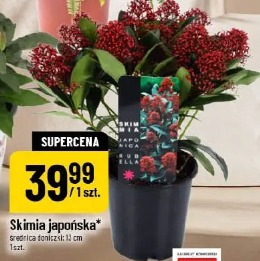 Skimia japońska średnica doniczki 13 cm