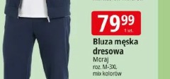 Bluza męska dresowa Moraj