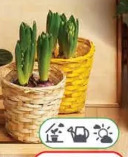 Rośliny cebulowe w koszyku