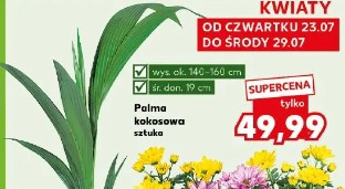 Palma kokosowa
