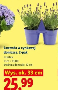 Lawenda w cynkowej doniczce, 2-pak