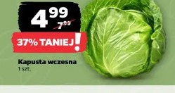 Kapusta wczesna