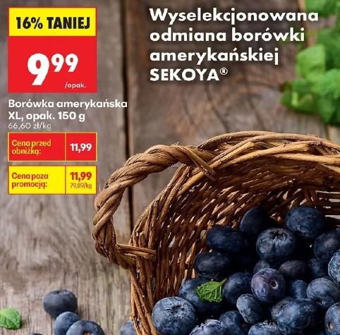 Borówka amerykańska XL