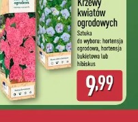 Gardenline Hortensja ogrodowa